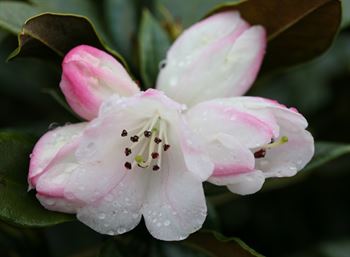 R.wasonii var. rhododactylum